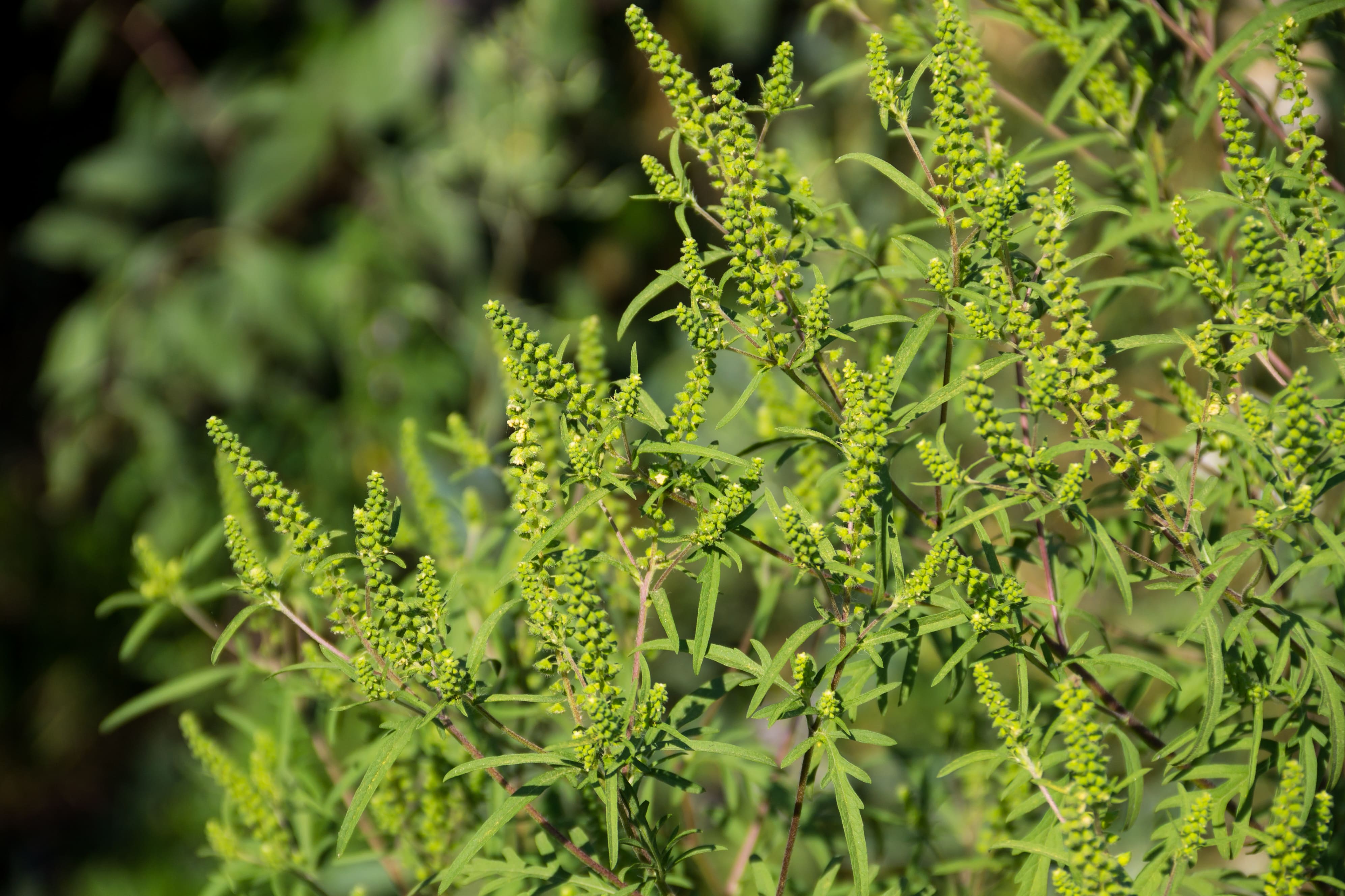 ragweed-plants-ambrosia-artemisiifolia-causing-allergy-(1).jpg