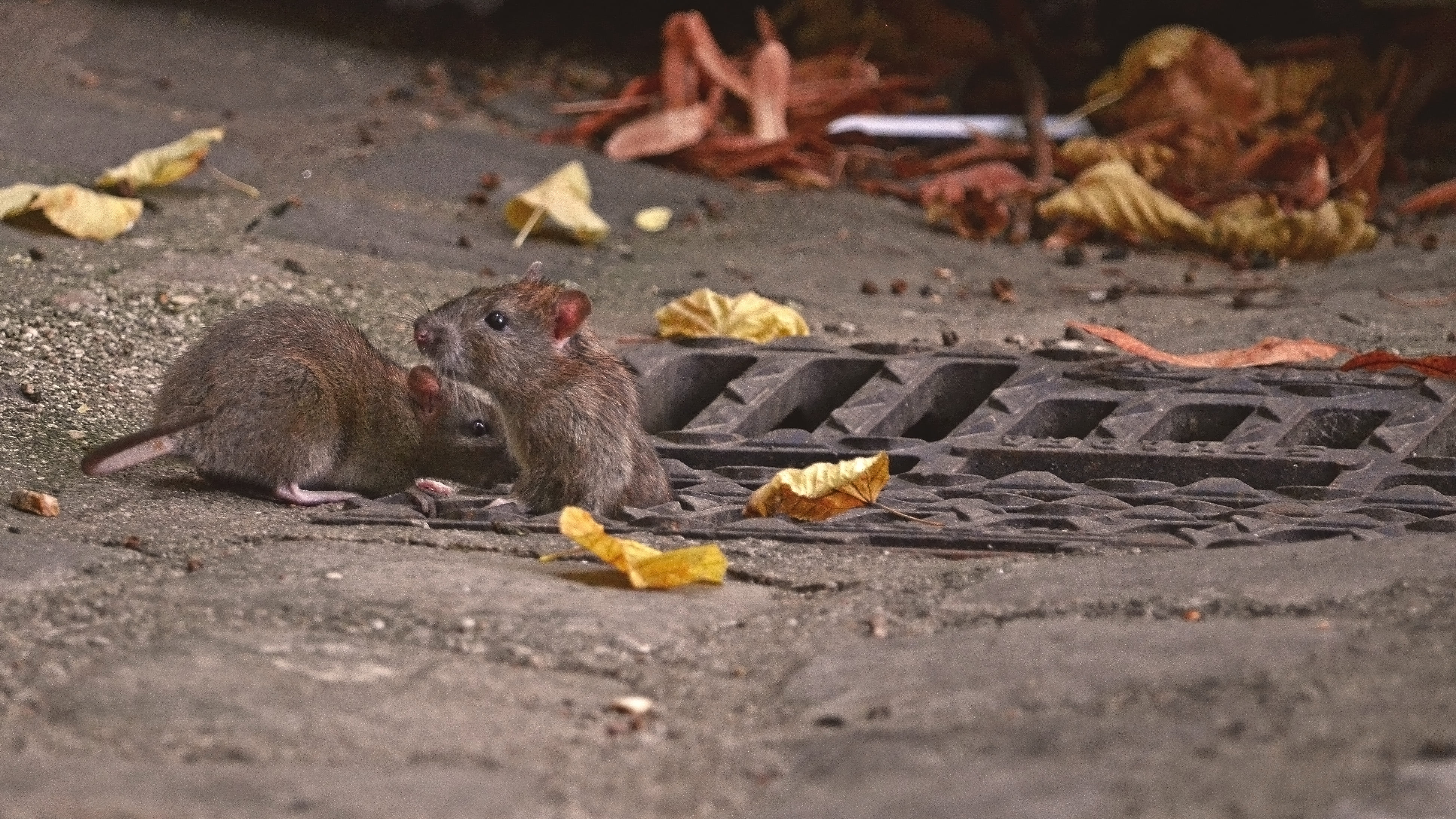 two-rats-street-(1).jpg