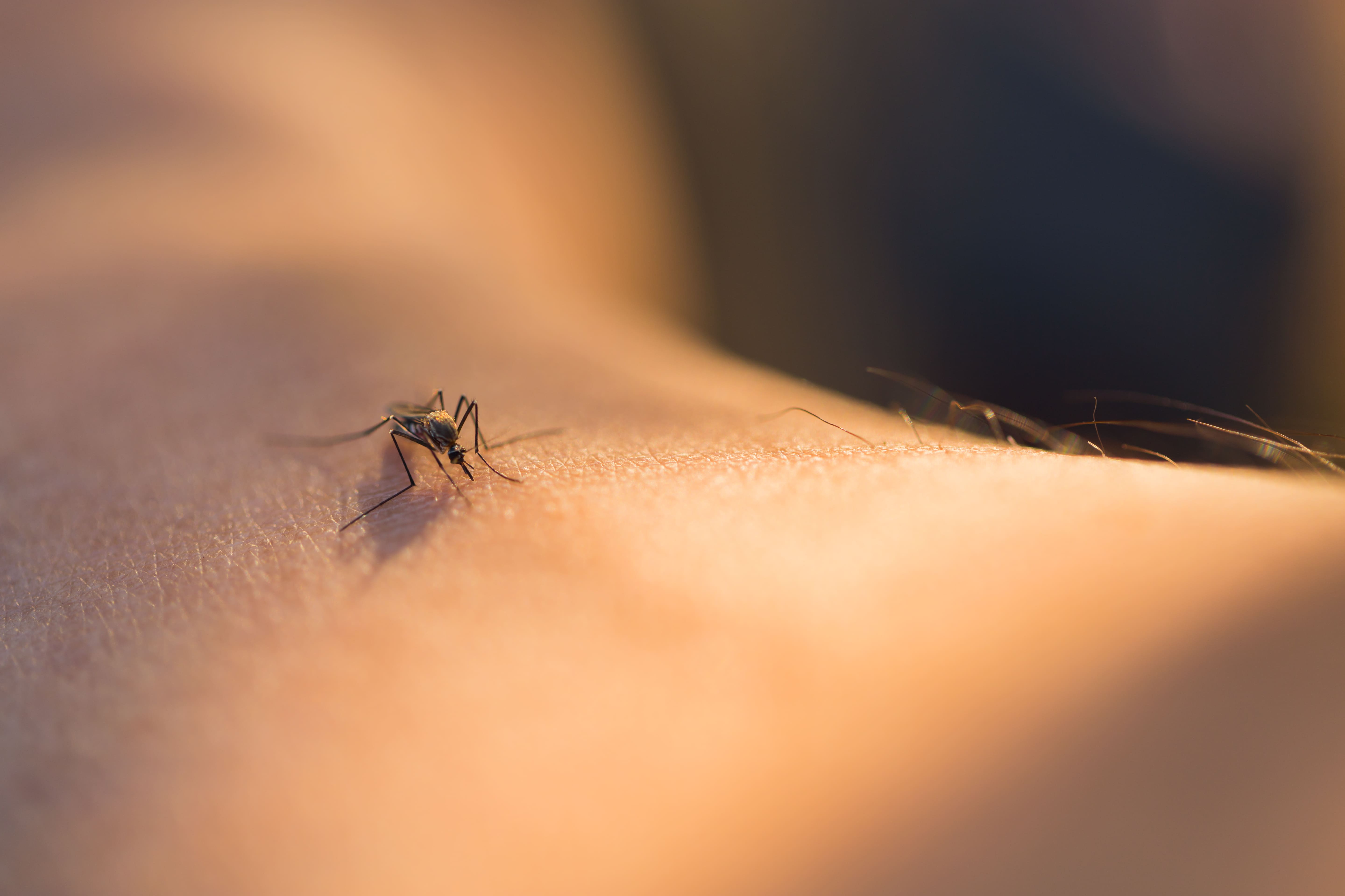 close-up-mosquito-sucking-blood-(1).jpg