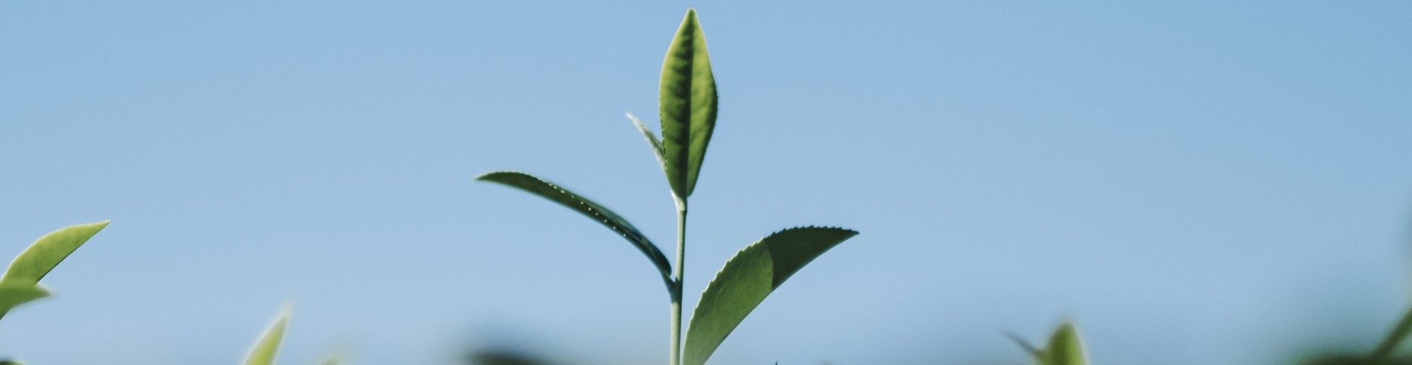 Ecovadis sertifikat